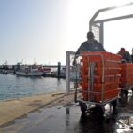 Sul Informação - No Algarve, «ainda é o polvo quem mais ordena»