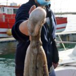 Sul Informação - No Algarve, «ainda é o polvo quem mais ordena»