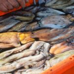 Sul Informação - No Algarve, «ainda é o polvo quem mais ordena»