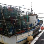 Sul Informação - No Algarve, «ainda é o polvo quem mais ordena»