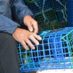Sul Informação - No Algarve, «ainda é o polvo quem mais ordena»