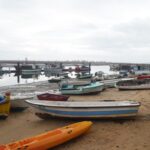 Sul Informação - No Algarve, «ainda é o polvo quem mais ordena»
