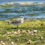 Sul Informação - Especialistas mostram as aves na Praia de Faro e na Culatra ao longo do Verão
