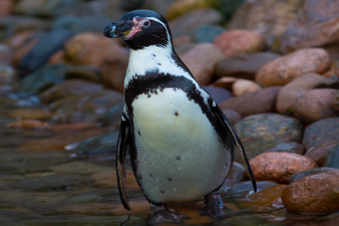 Sul Informação - Pinguins-africanos estão a caminho para ocupar nova zona do Zoo de Lagos