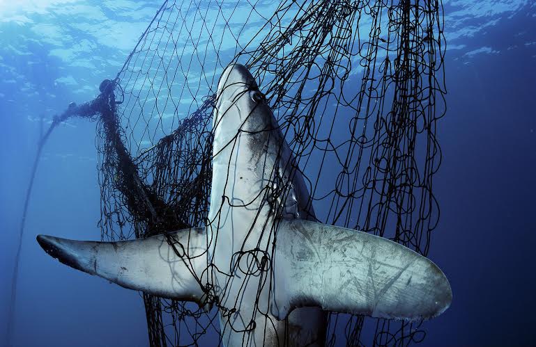 Sul Informação - Exposição “Planet Ocean” de Yann Arthus–Bertrand e Brian Skerry abre no Museu de Portimão