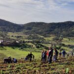 Sul Informação - Eurodeputado promove ação de plantação em Alte para minimizar pegada ecológica