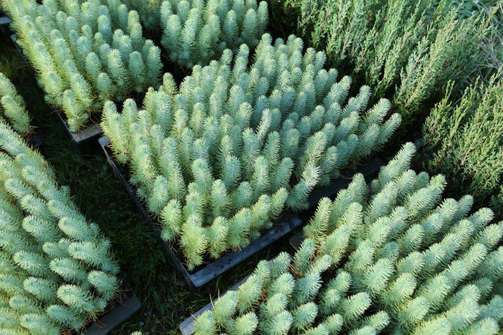 Sul Informação - 500 voluntários plantaram 5 mil novas árvores em Portimão
