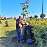 Sul Informação - União de Freguesias de Faro planta meia centena de árvores no Parque Ribeirinho