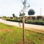 Sul Informação - União de Freguesias de Faro planta meia centena de árvores no Parque Ribeirinho