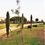 Sul Informação - União de Freguesias de Faro planta meia centena de árvores no Parque Ribeirinho