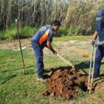 Sul Informação - União de Freguesias de Faro planta meia centena de árvores no Parque Ribeirinho