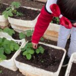 Sul Informação - Alunos da Fuzeta passaram um dia a “Plantar a amizade”