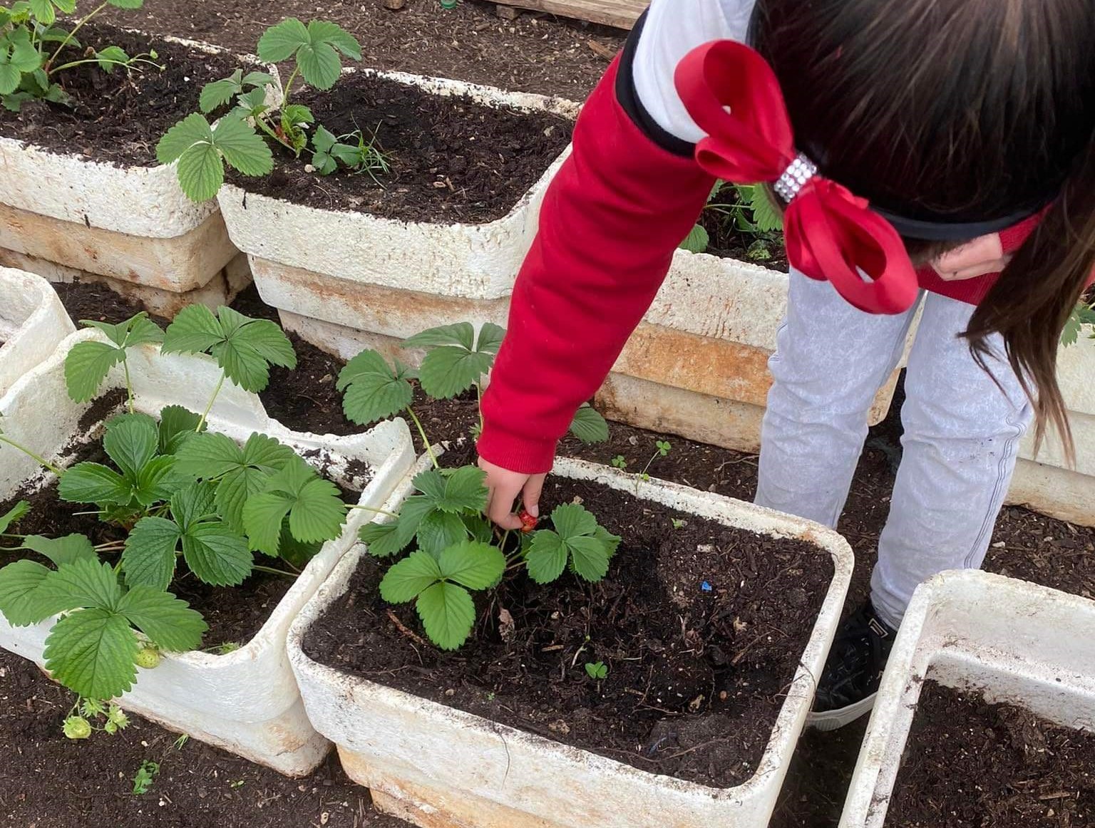 Sul Informação - Alunos da Fuzeta passaram um dia a “Plantar a amizade”