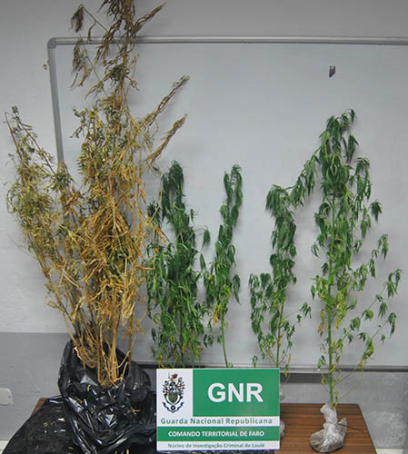 Sul Informação - Homem que plantava cannabis no seu quintal em Querença detido pela GNR