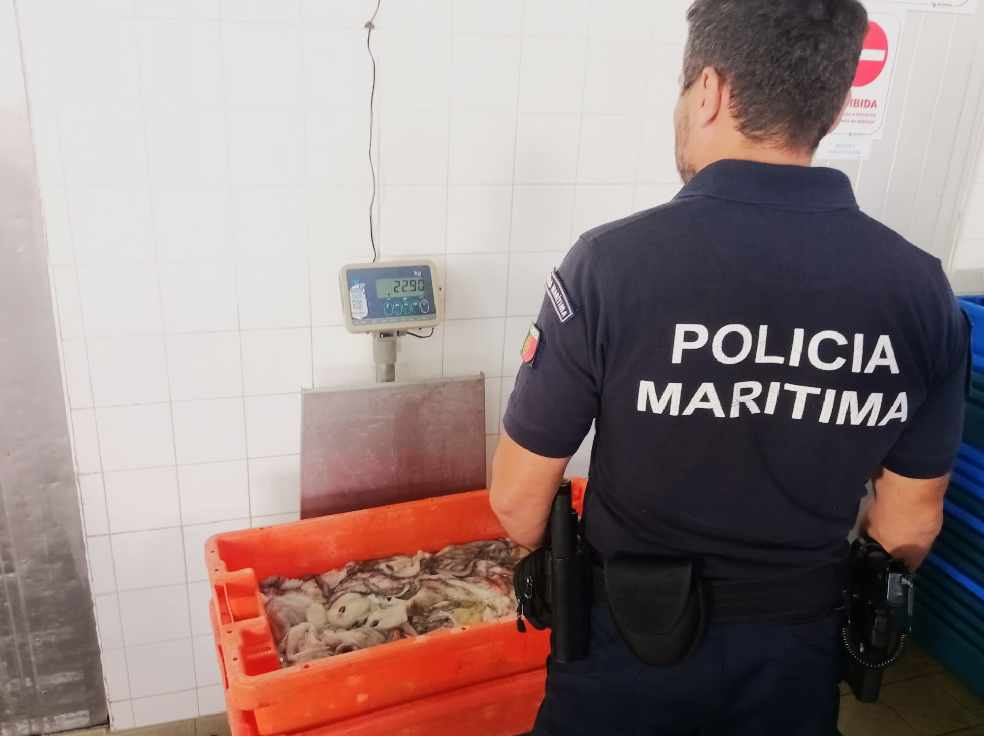 Sul Informação - 20 quilos de polvo e 10 de lula apreendidos em Santa Luzia