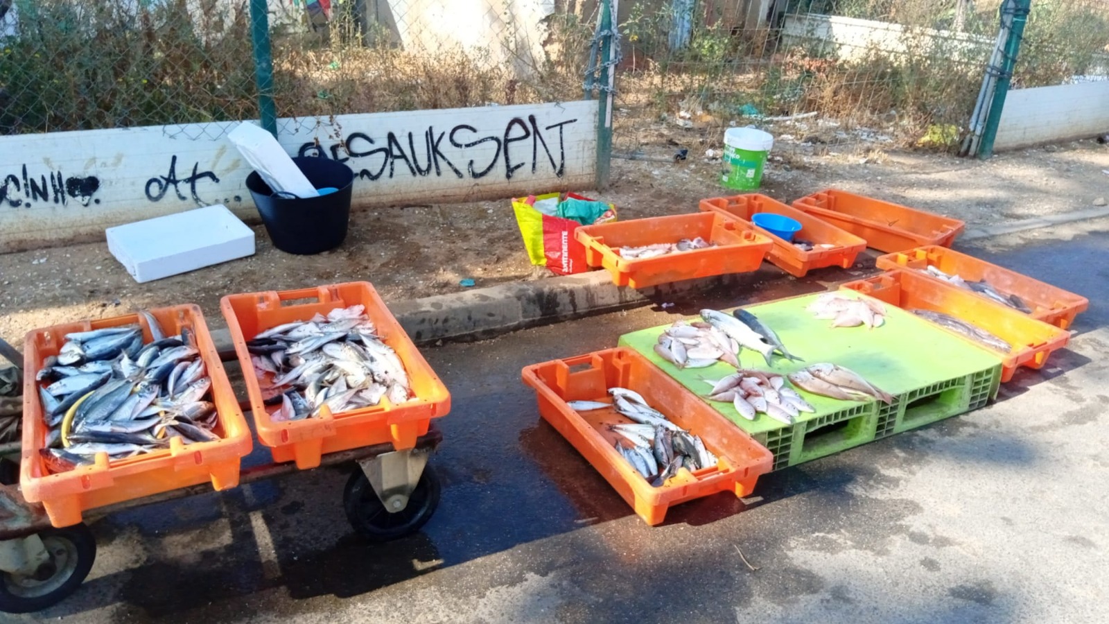 Sul Informação - 113kg de pescado apreendido em Quarteira em ação conjunta da Polícia Marítima, GNR e ASAE