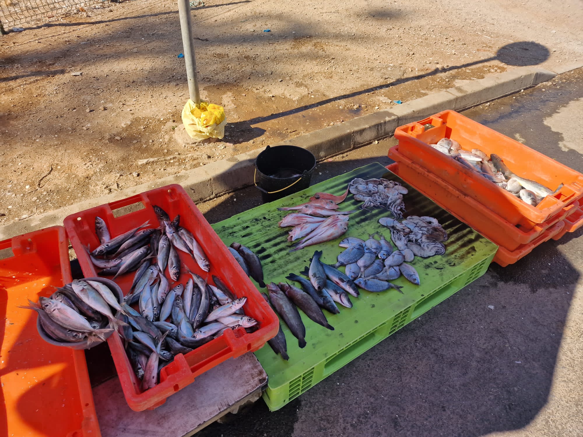 Sul Informação - Polícia Marítima, ASAE e GNR apreendem quase 85 quilos de peixe no Algarve