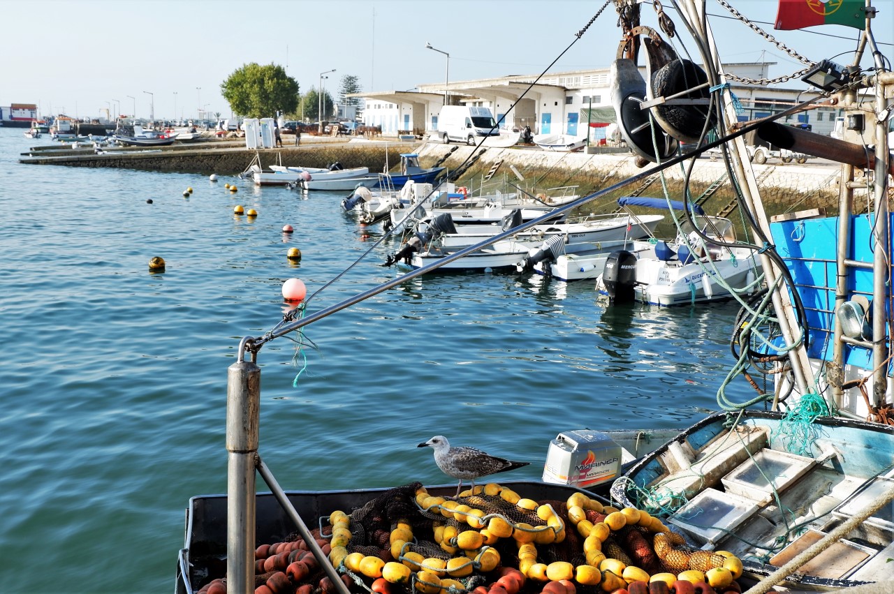 Sul Informação - Vai nascer uma nova zona para a náutica de recreio no Porto de Pesca de Olhão