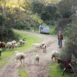 Sul Informação - Ameixial já se prepara para receber de braços abertos os caminhantes do Walking Festival