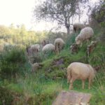 Sul Informação - Ameixial já se prepara para receber de braços abertos os caminhantes do Walking Festival