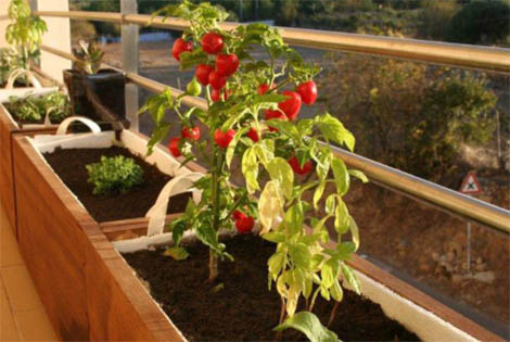 Sul Informação - In Loco quer cantinas escolares abastecidas por produtores algarvios