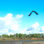 Sul Informação - Turismo do Algarve investe no Parque Natural da Ria Formosa já a pensar na cogestão
