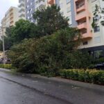 Sul Informação - Quedas de árvores e inundações rápidas são marcas da Bárbara no Algarve
