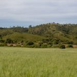 Sul Informação - Quinta do Freixo mostrou os resultados da sua aposta na agricultura regenerativa