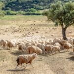 Sul Informação - Quinta do Freixo mostrou os resultados da sua aposta na agricultura regenerativa