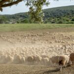 Sul Informação - Quinta do Freixo mostrou os resultados da sua aposta na agricultura regenerativa