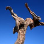 Sul Informação - Imagens de um singular Algarve