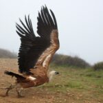 Sul Informação - RIAS libertou Bruma, o abutre-preto, e cinco grifos em Mértola