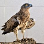 Sul Informação - Sobrevivência do único “hospital” para animais selvagens do Algarve esteve «tremida»