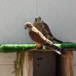 Sul Informação - Sobrevivência do único “hospital” para animais selvagens do Algarve esteve «tremida»