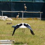 Sul Informação - Sobrevivência do único “hospital” para animais selvagens do Algarve esteve «tremida»