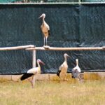 Sul Informação - Sobrevivência do único “hospital” para animais selvagens do Algarve esteve «tremida»