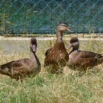 Sul Informação - Sobrevivência do único “hospital” para animais selvagens do Algarve esteve «tremida»