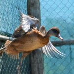 Sul Informação - Sobrevivência do único “hospital” para animais selvagens do Algarve esteve «tremida»