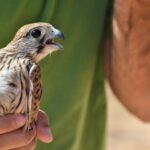 Sul Informação - Sobrevivência do único “hospital” para animais selvagens do Algarve esteve «tremida»
