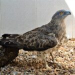 Sul Informação - Sobrevivência do único “hospital” para animais selvagens do Algarve esteve «tremida»
