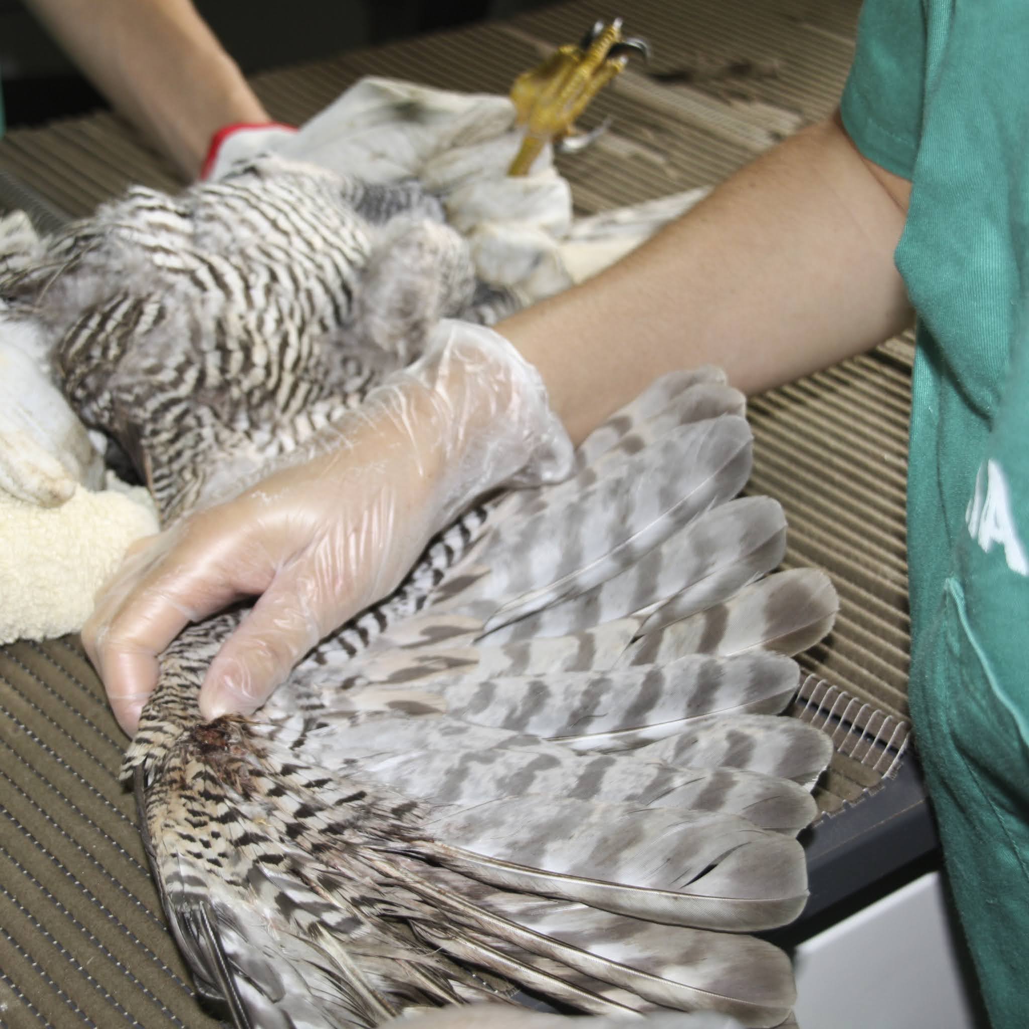 Sul Informação - Duas aves alvo de tentativa de abate a tiro ingressaram no RIAS numa só semana