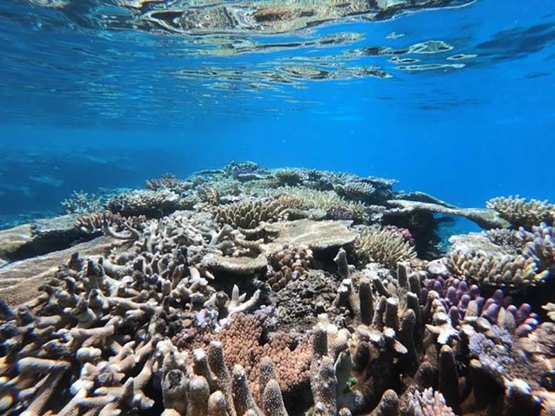 Sul Informação - CCMar lidera estudo sobre comunidades microbianas da Grande Barreira de Coral