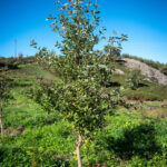Sul Informação - Projeto continua mais um ano para plantar 500 mil árvores na serra de Monchique