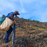 Sul Informação - Projeto continua mais um ano para plantar 500 mil árvores na serra de Monchique