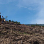 Sul Informação - Projeto continua mais um ano para plantar 500 mil árvores na serra de Monchique