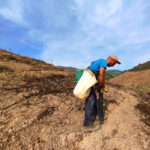Sul Informação - Projeto continua mais um ano para plantar 500 mil árvores na serra de Monchique