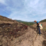 Sul Informação - Projeto continua mais um ano para plantar 500 mil árvores na serra de Monchique
