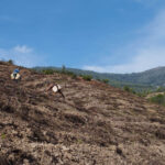 Sul Informação - Projeto continua mais um ano para plantar 500 mil árvores na serra de Monchique