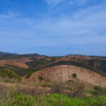 Sul Informação - Projeto continua mais um ano para plantar 500 mil árvores na serra de Monchique