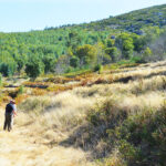 Sul Informação - Projeto Renature Monchique está a ser «grande oportunidade» para ajudar a serra a renascer